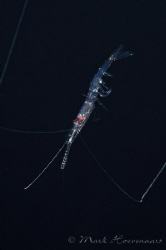 A tiny pelagic shrimp (not sure of species) struggles thr... by Mark Hoevenaars 